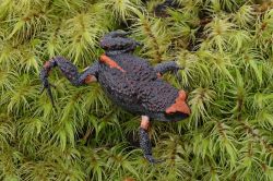 133-Pseudophryne australis